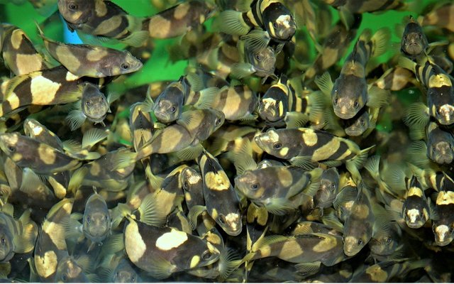 El mero puede ser un factor innovador para la agricultura terrestre en RAS