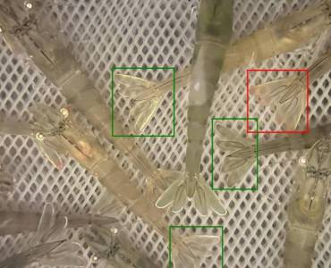 Estudian el comportamiento del langostino con cámaras e IA