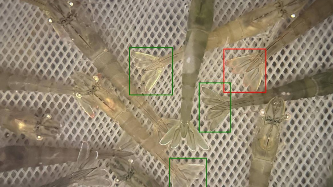 Estudian el comportamiento del langostino con cámaras e IA