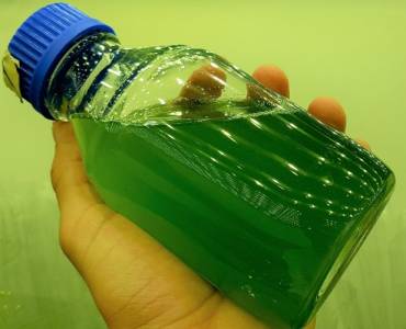 Microalgas: la nueva frontera en vacunas sostenibles para acuicultura