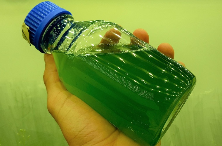 Microalgas: la nueva frontera en vacunas sostenibles para acuicultura