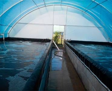 ¿Qué es mejor para el cultivo intensivo de langostinos, los Sistemas de Recirculación en Acuicultura o los sistemas Biofloc?