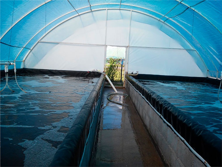 ¿Qué es mejor para el cultivo intensivo de langostinos, los Sistemas de Recirculación en Acuicultura o los sistemas Biofloc?