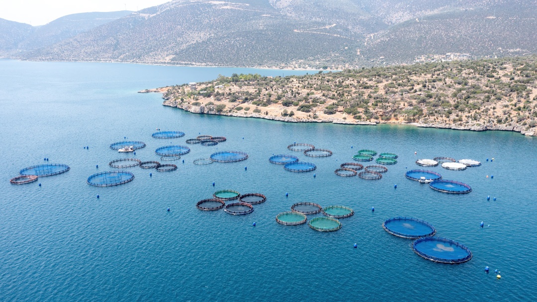 Consejo Consultivo de Acuicultura recuerda la importancia de integrar la acuicultura en el Pacto por los Océanos