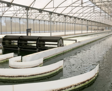 Microalgas para un futuro sostenible: un proyecto europeo demuestra su potencial en agricultura y acuicultura