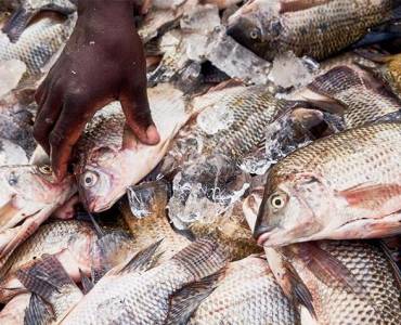 Malawi elabora un plan nacional de desarrollo de la acuicultura para promover sistemas alimentarios acuáticos inclusivos y equitativos