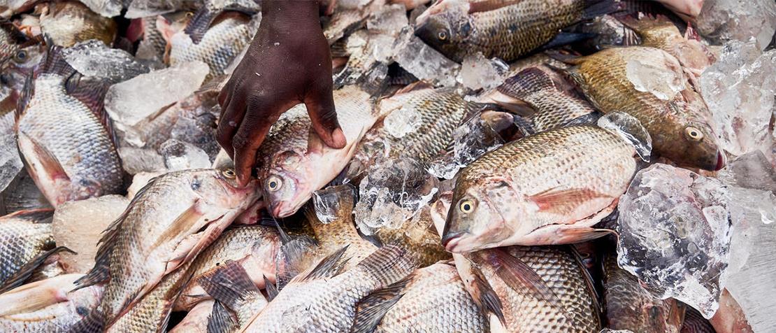 Malawi elabora un plan nacional de desarrollo de la acuicultura para promover sistemas alimentarios acuáticos inclusivos y equitativos