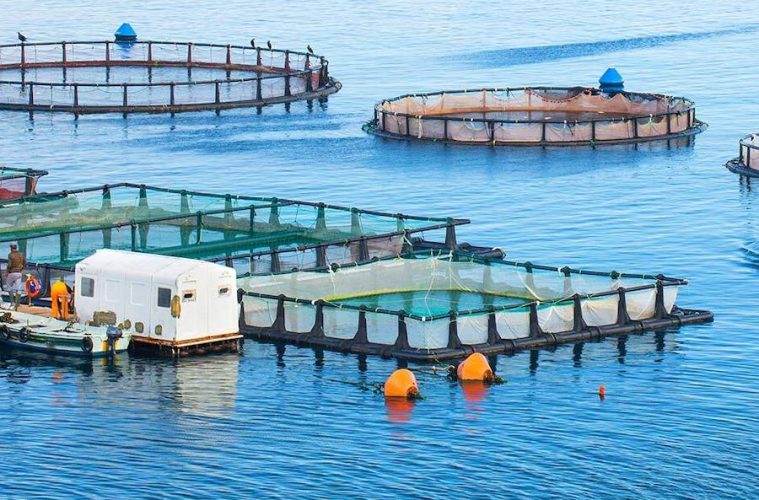 Sobre el papel de la acuicultura en el actual contexto económico y social