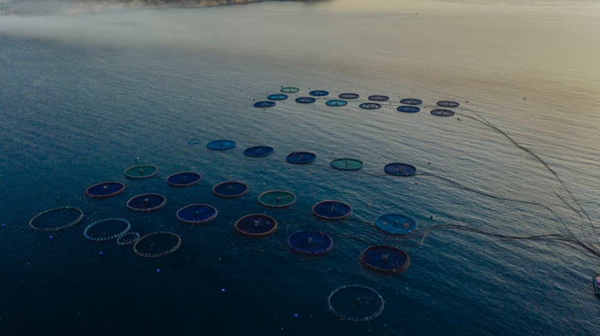 Acuicultura sostenible: cuando la innovación marca la diferencia