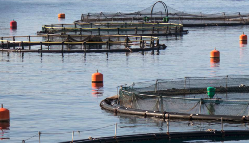 El Consejo Consultivo de Acuicultura organiza un webinar sobre las buenas prácticas zootécnicas en acuicultura