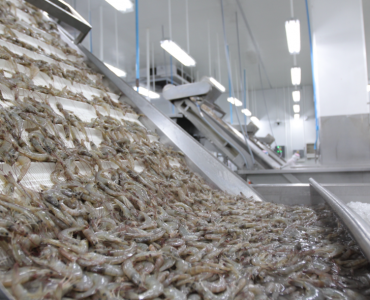 El arancel del 15% para las exportaciones de camarón ecuatoriano a EEUU conlleva unos costes mensuales para el sector de 20 millones de dólares