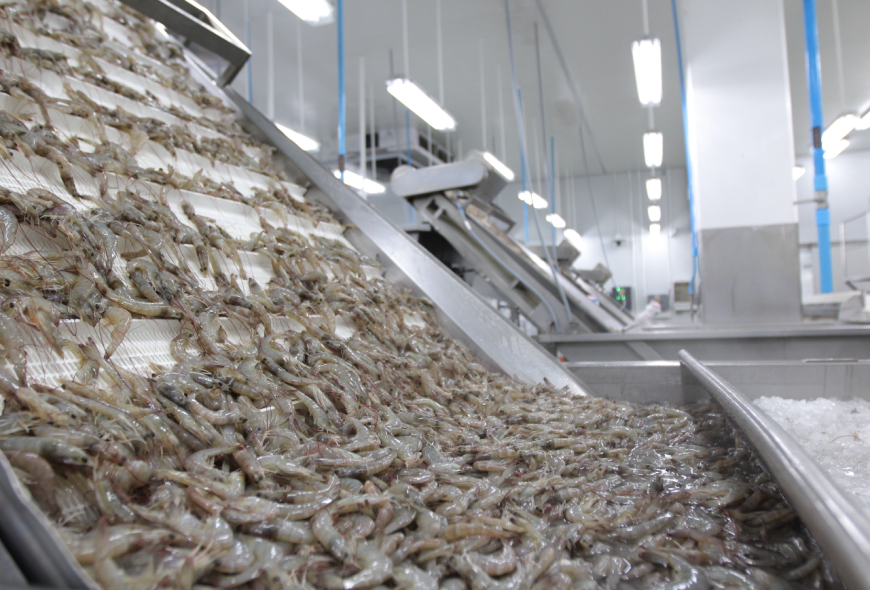 El arancel del 15% para las exportaciones de camarón ecuatoriano a EEUU conlleva unos costes mensuales para el sector de 20 millones de dólares