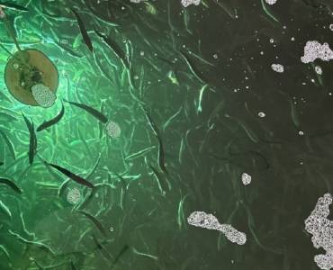 Estrategias naturales para la acuicultura sostenible