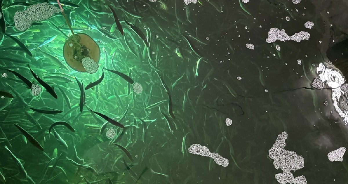 Estrategias naturales para la acuicultura sostenible