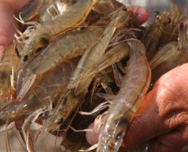 Alianza entre Innovafeed, BioMar y Auchan para llevar camarones alimentados con insectos a los consumidores europeos