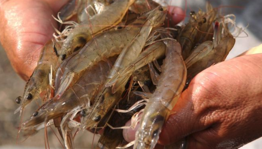 Alianza entre Innovafeed, BioMar y Auchan para llevar camarones alimentados con insectos a los consumidores europeos