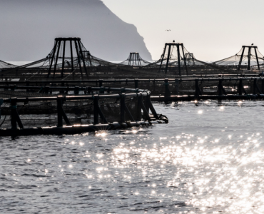 Nace la Red Española de Espacios de Conocimiento para la Economía Azul (Reecea)