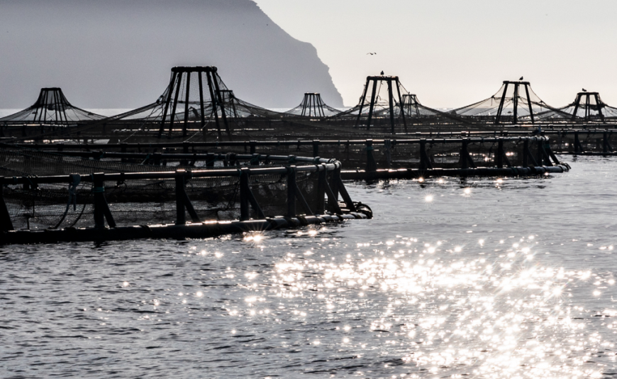Nace la Red Española de Espacios de Conocimiento para la Economía Azul (Reecea)
