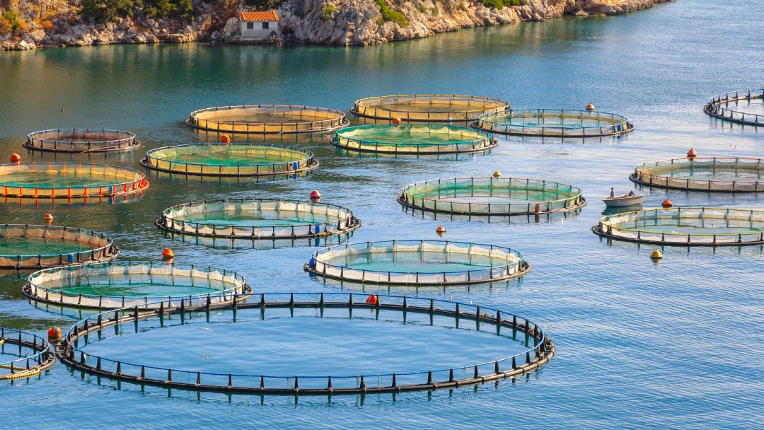 Acuicultura de precisión: Soluciones a medida para los desafíos específicos de la acuicultura Mediterránea