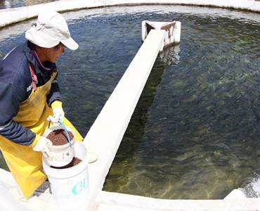 Perú fortalecerá el registro, fiscalización y control de productos veterinarios de uso en acuicultura con nuevas normativas