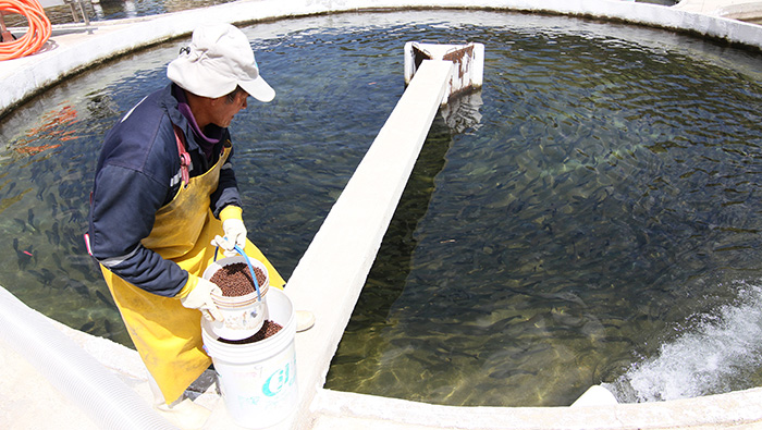 Perú fortalecerá el registro, fiscalización y control de productos veterinarios de uso en acuicultura con nuevas normativas