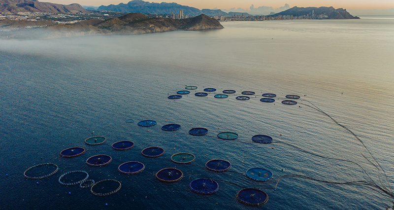España consolida su liderazgo en acuicultura en la Unión Europea con más de 268.564 toneladas