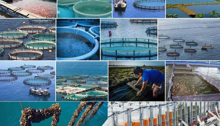 El presente y futuro de la acuicultura en Portugal a análisis y debate en ENAQUA 25