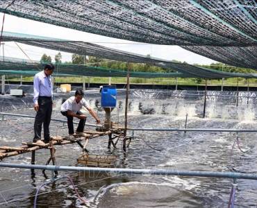 ‘Cuatro partes interesadas’ se asocian con residentes costeros para recircular el cultivo de camarón
