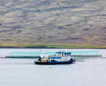 A consulta pública en Islandia el borrador de su nueva ley de acuicultura
