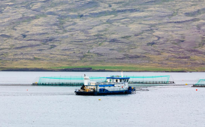 A consulta pública en Islandia el borrador de su nueva ley de acuicultura