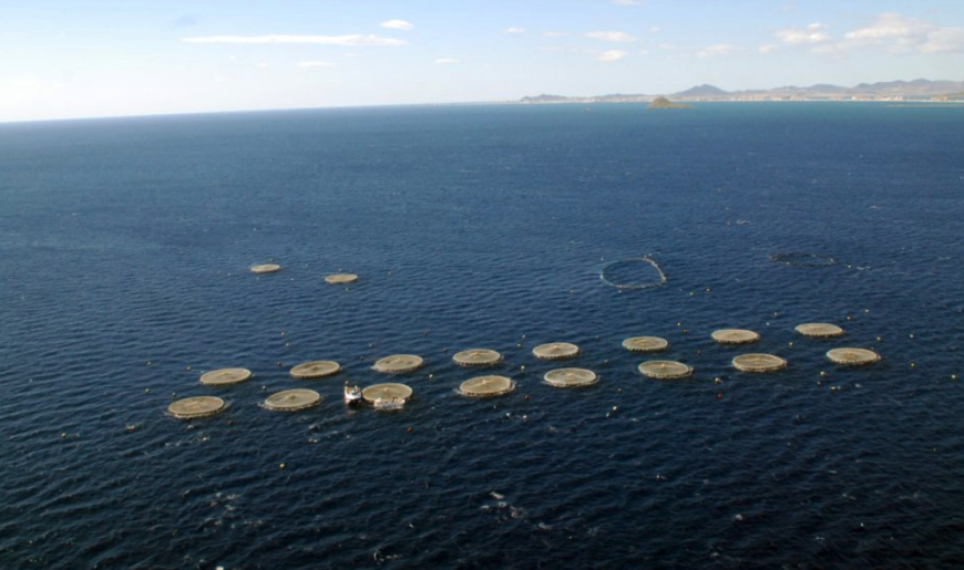 El Ejecutivo de la Región de Murcia autoriza una ayuda de 35 000 euros para reforzar el control sanitario de las explotaciones de acuicultura