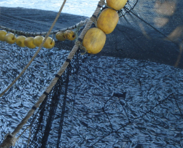 Perú autoriza el inicio de la primera campaña de 2026 de anchoveta y anchoveta blanca en la zona sur del país