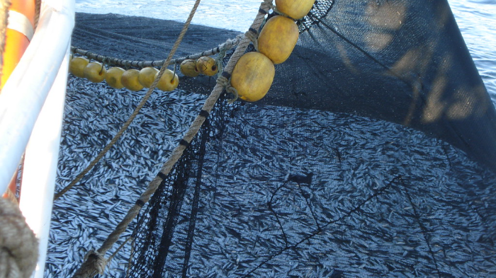 Perú autoriza el inicio de la primera campaña de 2026 de anchoveta y anchoveta blanca en la zona sur del país
