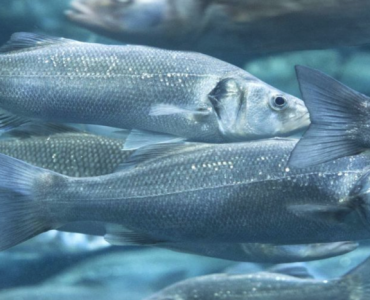 Investigadores andaluces estudiarán el potencial de subproductos agroalimentarios para mejorar la productividad y la sostenibilidad de la acuicultura