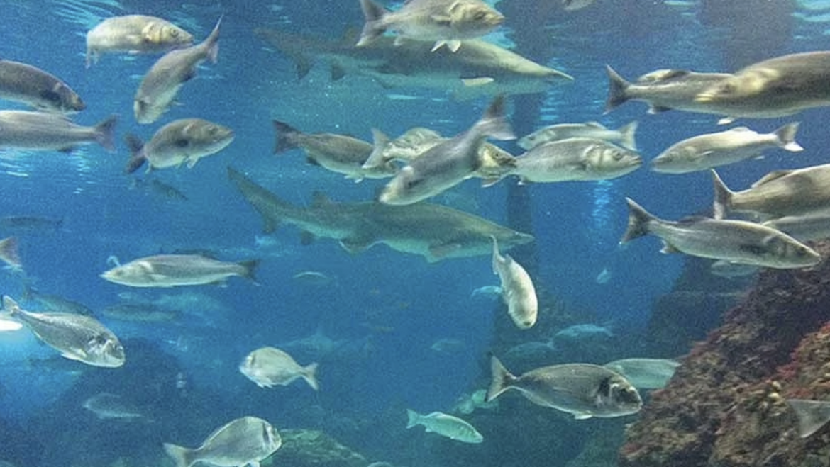 FishBIT, el sensor inteligente que impulsa la acuicultura de precisión