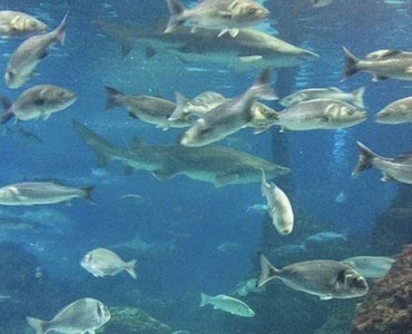 FishBIT, el sensor inteligente que impulsa la acuicultura de precisión