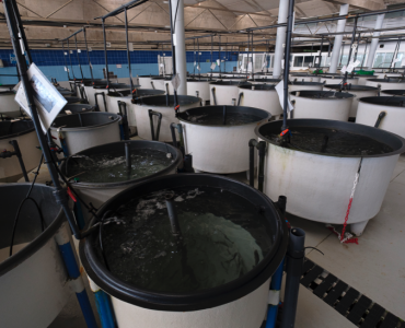 ECOAQUA mostrará sus avances científicos en acuicultura en el XX CNA que se celebra esta semana en Vigo