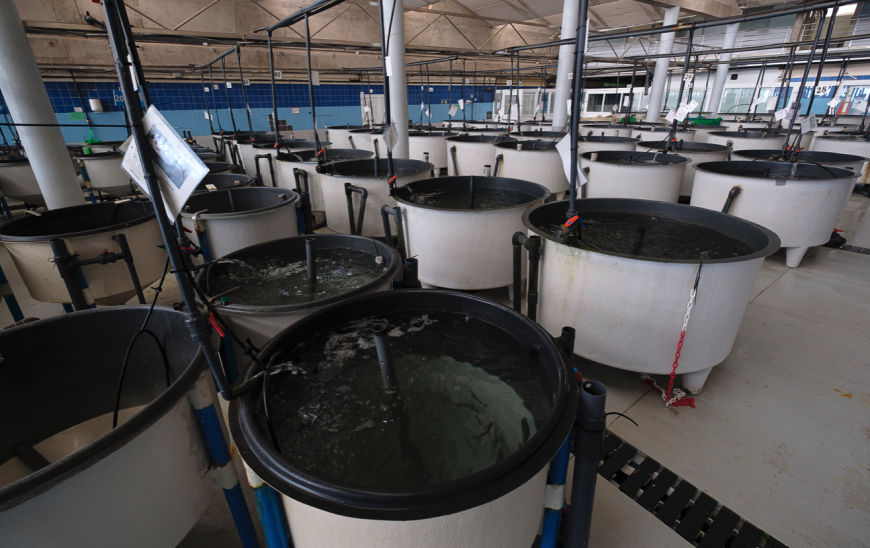 ECOAQUA mostrará sus avances científicos en acuicultura en el XX CNA que se celebra esta semana en Vigo