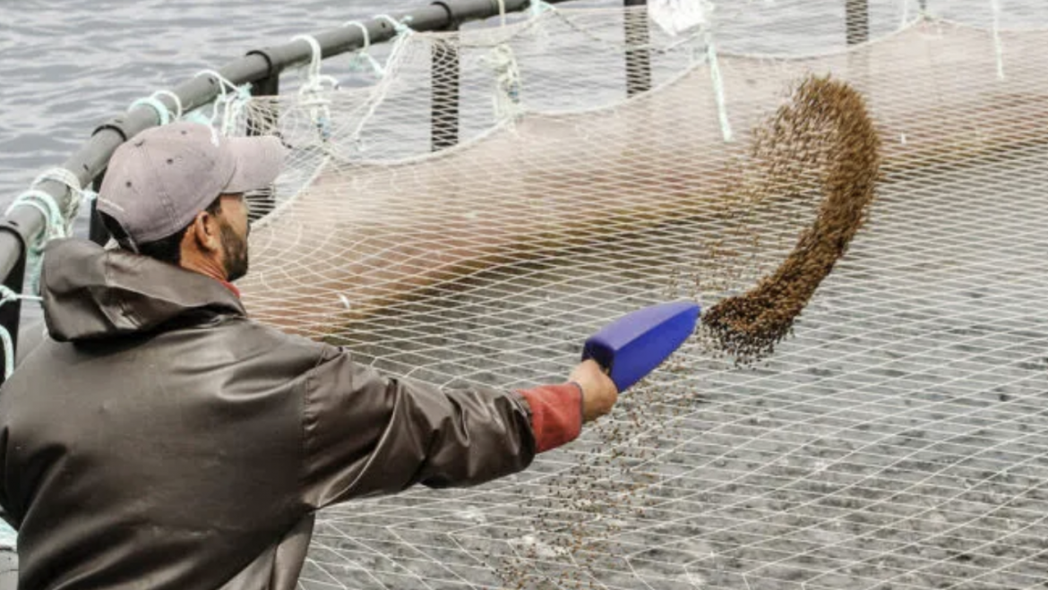 La acuicultura seguirá liderando la producción de productos acuáticos y elevará su participación hasta el 56 % de la producción total para 2035, según el informe Perspectivas Agrícolas OCDE-FAO 2026