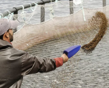 La acuicultura seguirá liderando la producción de productos acuáticos y elevará su participación hasta el 56 % de la producción total para 2035, según el informe Perspectivas Agrícolas OCDE-FAO 2026