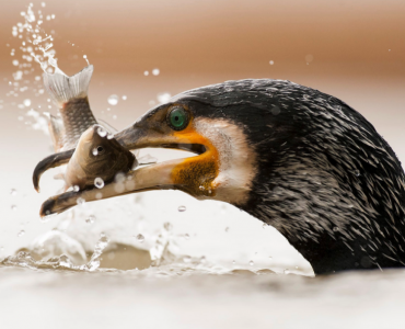 Un estudio a escala europea pone de relieve el creciente impacto de la depredación de los cormoranes en la pesca continental, la acuicultura y los ecosistemas acuáticos