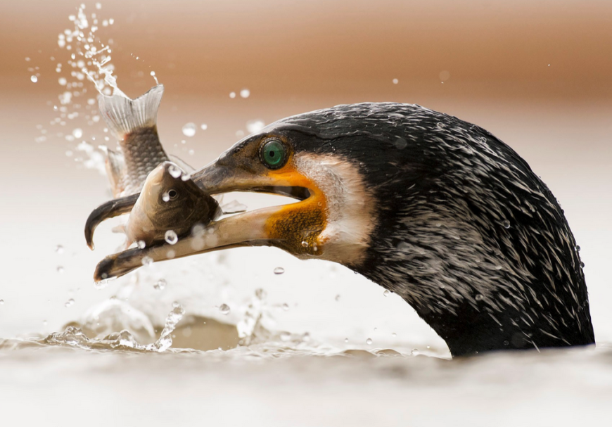 Un estudio a escala europea pone de relieve el creciente impacto de la depredación de los cormoranes en la pesca continental, la acuicultura y los ecosistemas acuáticos