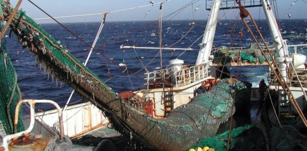 Cómo la harina de pescado impulsa la acuicultura global y traslada la contaminación y la sobreexplotación a comunidades costeras